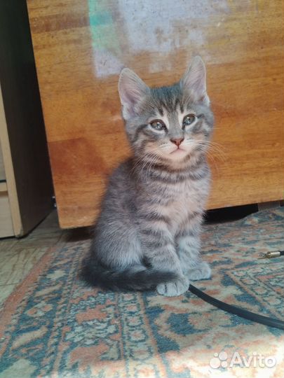 Котенок