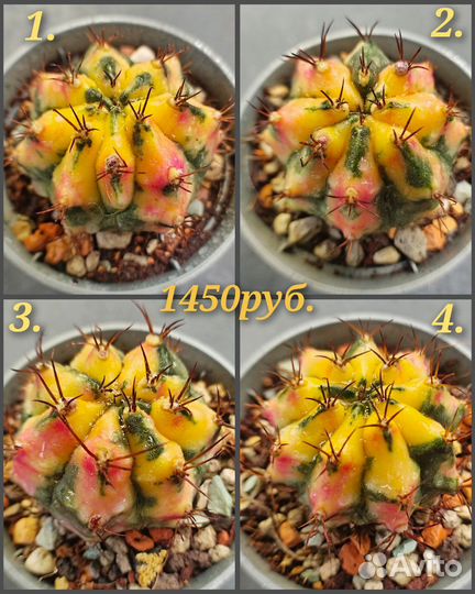 Gymnocalycium 'Carnelian'