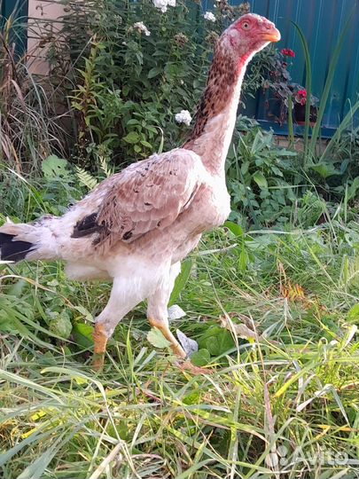 Цыплята О Шамо