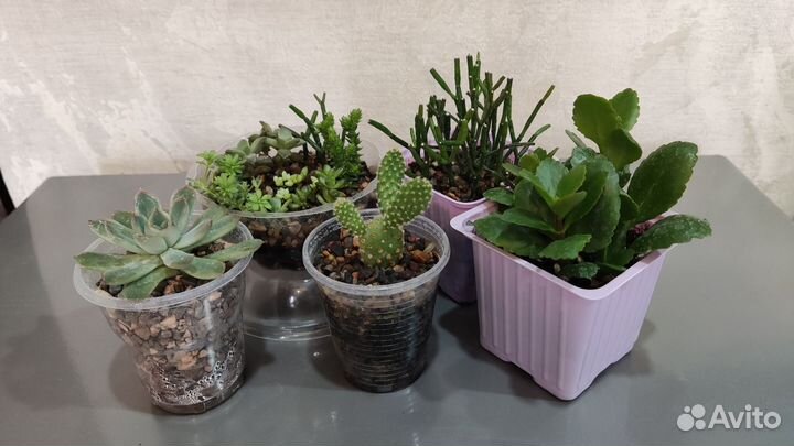 Суккуленты, кактус, хатиора, каланхоэ