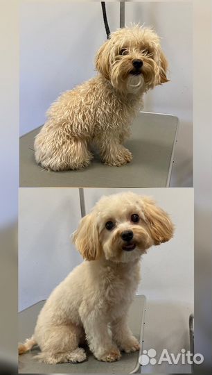 Груминг Стрижка собак и кошек Экспресс-линька