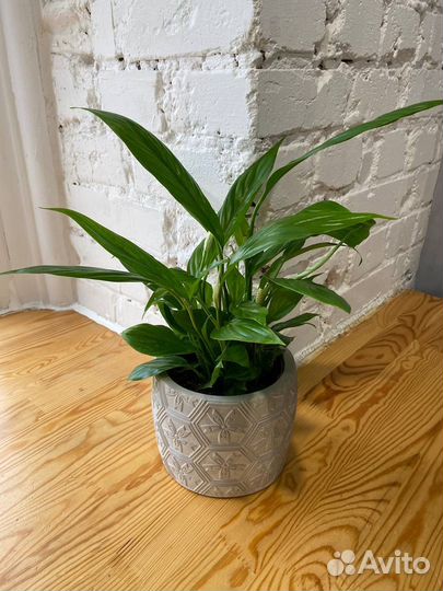 Спатифиллум