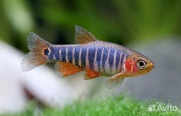 Рыба попандета Фуркат