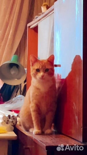 Отдаем котёнка в добрые руки