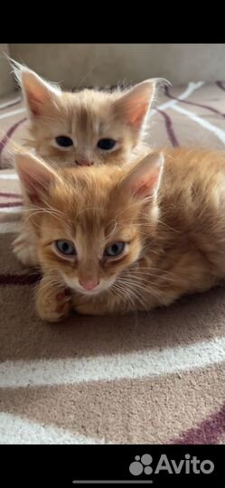 Котята бесплатно