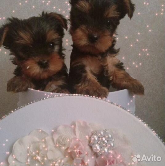 Йоркширский терьер