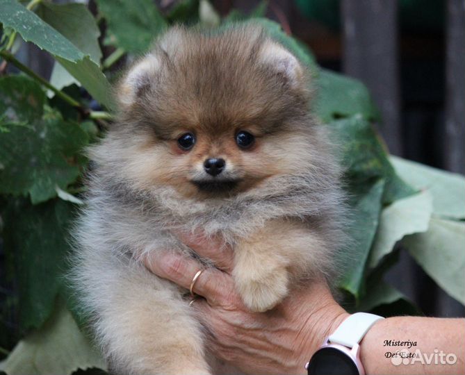 Померанский шпиц мини