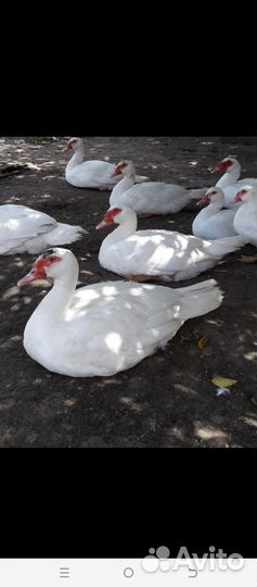 Бройлеры, утята, гусята, индюшата, муларды