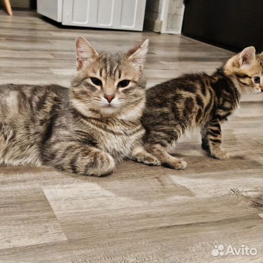 Котята в добрые руки приучены к лотку