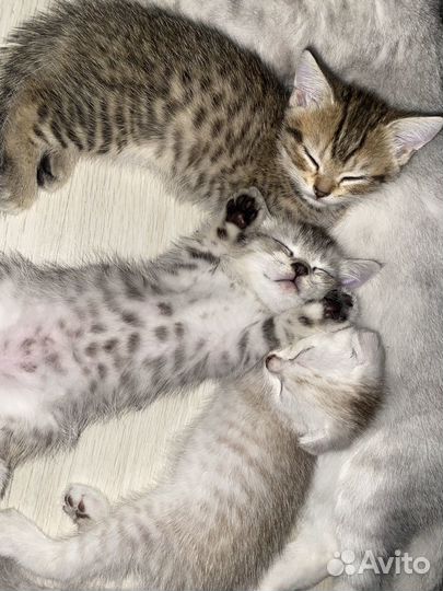 Котята британские