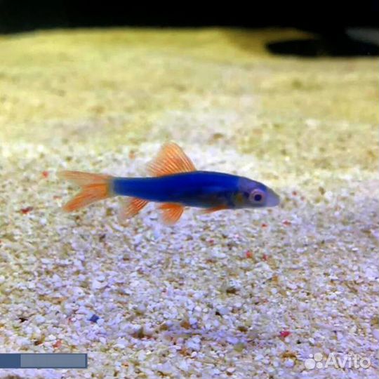 Тернеции лабео гло фиш