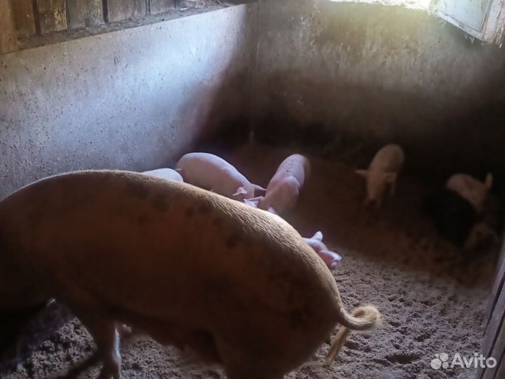 Поросята месячные