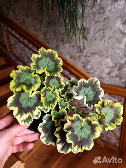 Пеларгония пестролистная