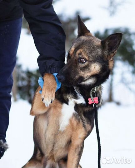 Симпатяга Рекс