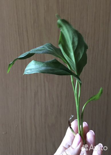 Спатифилум, алоэ-вера (комнатные растения)