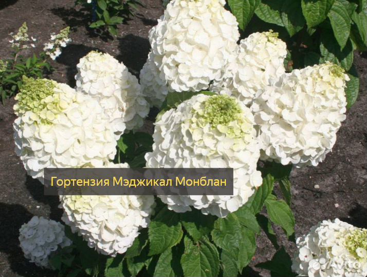 Гортензии в ассортименте
