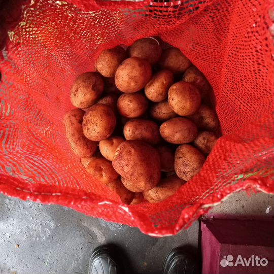 Картофель крупный
