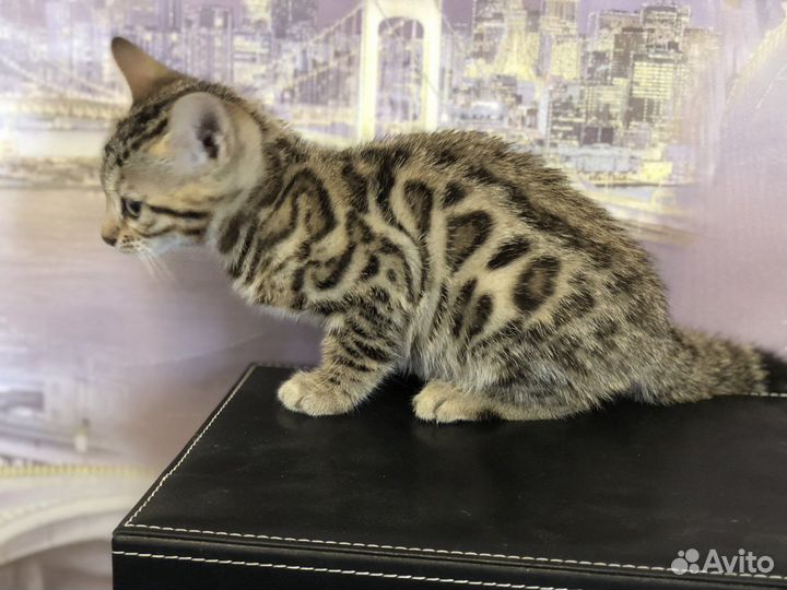 Бенгальские котята