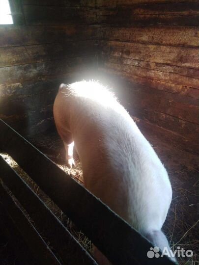 С/х животные