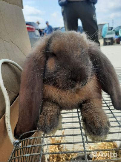 Кролики породы Французский баран