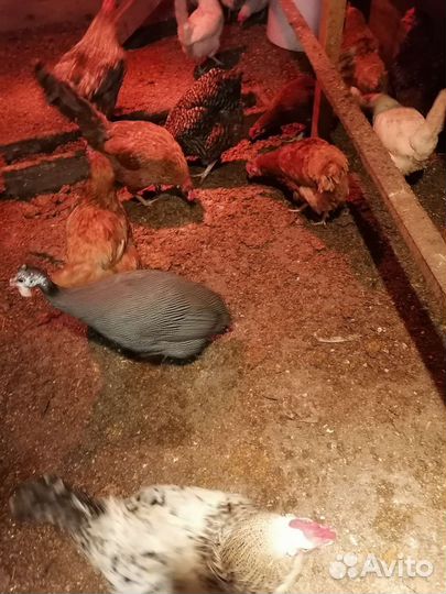 Куры несушки оптом
