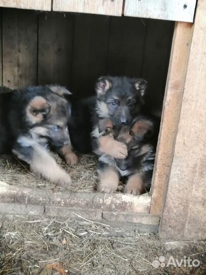 Немецкая овчарка