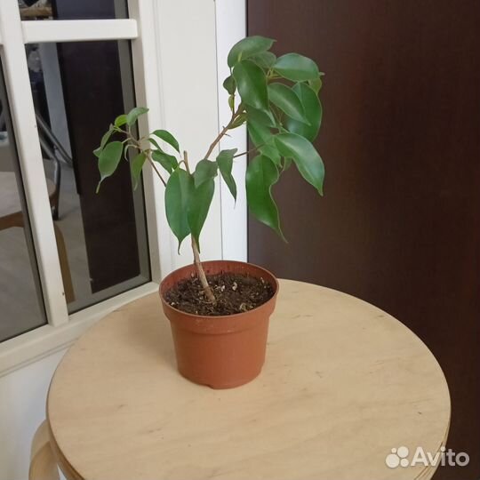 Фикус бенджамина