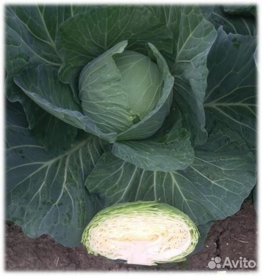 Семена Капусты 