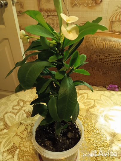 Молочай Миля