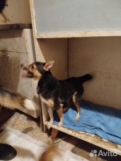 Малышка Кнопа