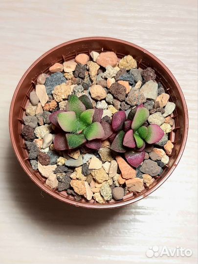 Суккуленты