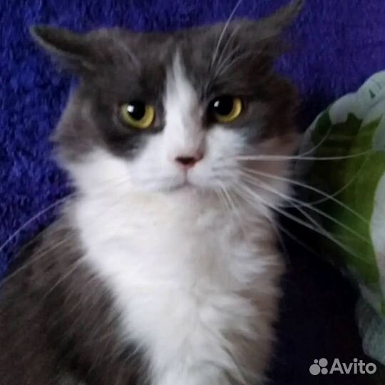 Передержка вашего питомца