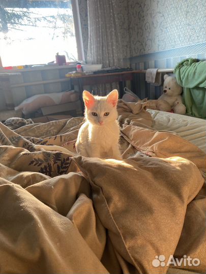 Белый котенок девочка в добрые руки