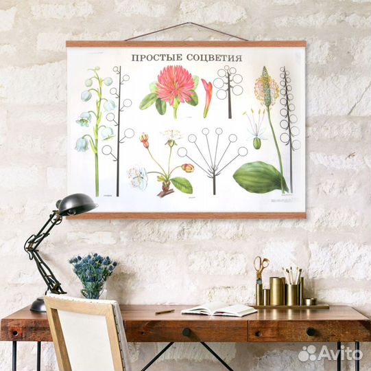 Ботанические плакаты с растениями СССР