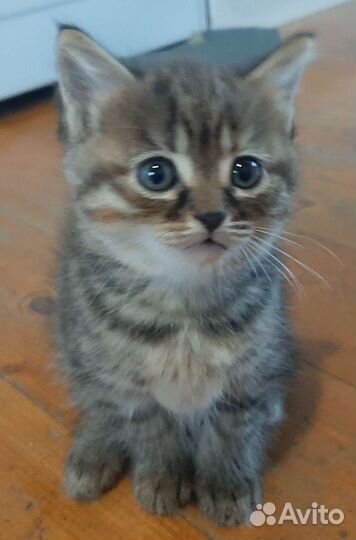 Котята в добрые руки бесплатно