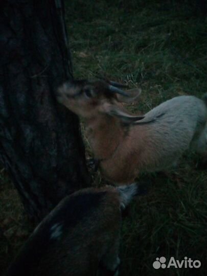 Альпийская козочка,нубийская козочка