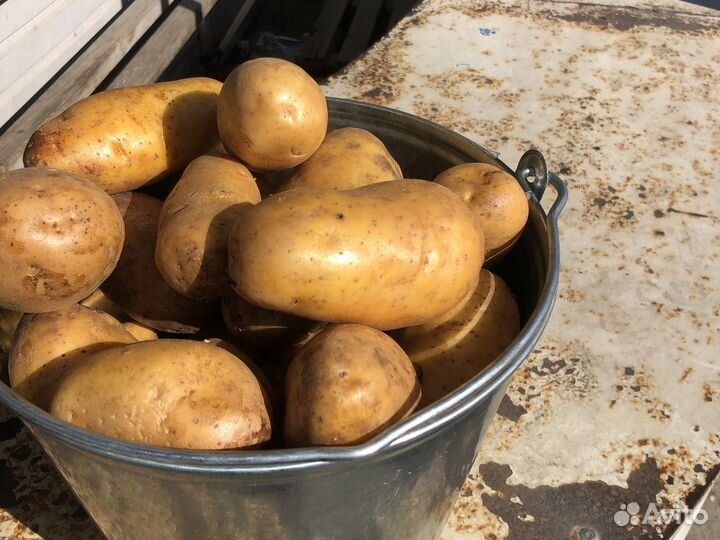 Продажа картофеля