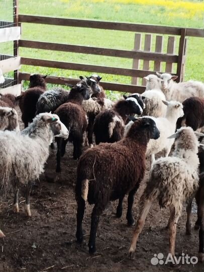 Куйлар бор (бараны)