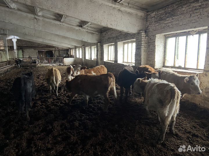 Телки и бычок