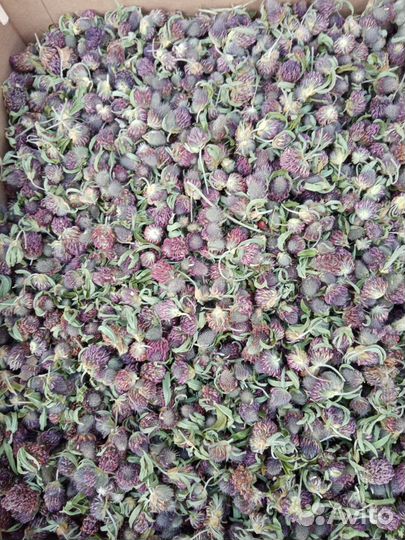 Клевер красный