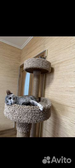 Когтеточка домик для кошки