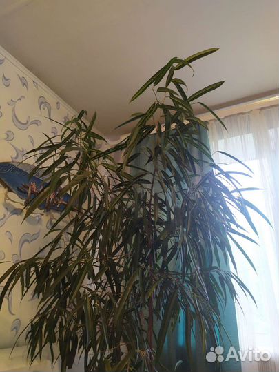 Фикус узколистный