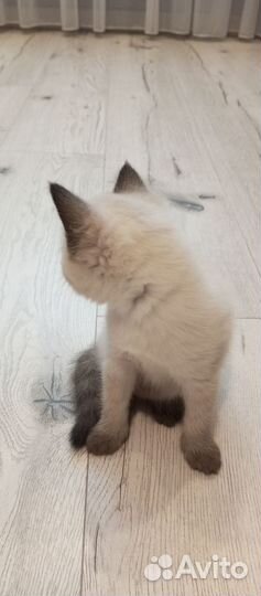 Котята от тайской кошки