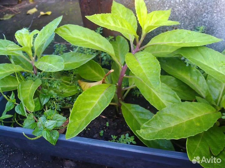 Шпинат из Таиланда