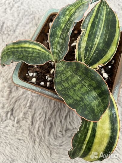 Сансевиерия макрофилла вар