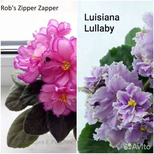 Фиалки сортовые детки