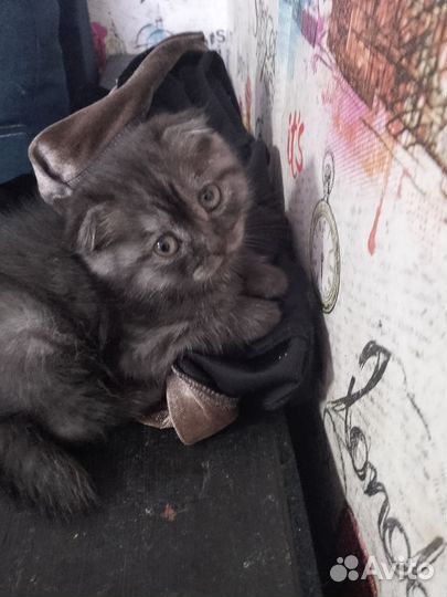 Шотландская