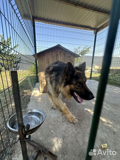 Немецкая овчарка вязка