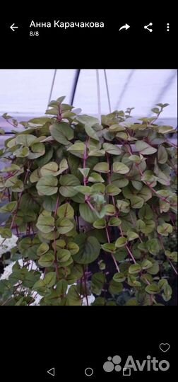 Бегония сортовая, махровая