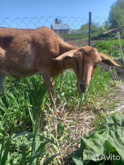Коза дойная чешка